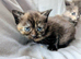 Pretty kittens, flead/wormed/litter trained/socialised/ happy and health  From &pound;80