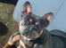 Beautiful female French Bulldog