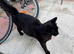 Black American bobtail