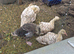 Embden geese