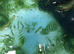 Pond and aquarium plants
