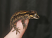 Hatchling gargoyle gecko