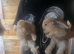 Continental giant cross lop