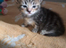 Gorgeous kittens