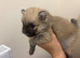Pomeranian puppies