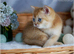 Golden male with blue eyes DBE, carry cinnamon