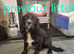 3 stunning kc registered puppies left