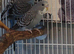 Baby budgies looking for their forever homes