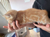 Beautiful ginger kittens