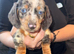 2 dachshund little boys ready 3rd November