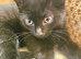 Playful black kittens are looking for new home