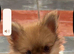 Pom pup