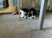 Staffy cross border collie