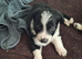 border collie puppies
