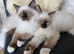 ( BLUE EYES )Maiin coon X ragdoll Kittens