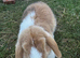 Mini Lop for sale