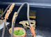 Hypo baby Bearded Dragons