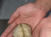 Hamsters