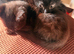 Pet for home