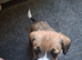 Jack Russell whippet x golden doodle