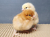 Female chicks chickens hens