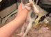 Ragdoll Kittens
