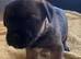 Border terrier puppies north east uk