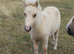 Palomino Shetland Colt Foal