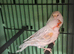 Pair red opal satinette