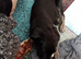 Lovely puppy but he's gonna be a large breed and I only live in a bungalow
