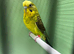 Black face & black wing proven pair budgies