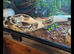 Fire pied male python