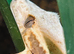 Tri coloured lily white female created gecko