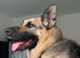 German Shepard