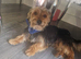 Yorkshire terrier pups