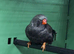 Black cheek charcoal zebra finch