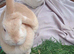 Lops bunnies need new home