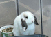 Beautiful Sallendar Doe Mini Lop Looking For a Loving Home