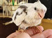 Hand reared baby Cockatiel