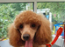 Health tested parents of beautiful cavapoos