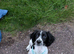 Beautiful KC registered springer spaniel female