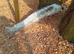 White Silver Pied Peacock &ndash; Fertile Male Full Train