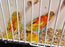 Breeding pair off turks