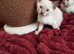 Pedigree,  registered,  outstanding pedigree lines  Tonkinese boys