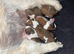 Beautiful litter of Shih Tzu puppies