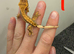 Harlequin Crested gecko baby