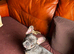Super sweet cute frenchie pup kc reg
