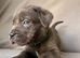 BLUE CANE CORSO PUPPIES FOR SALE
