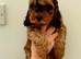 Gorgeous F1 Cockapoo puppies