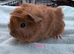 Gorgeous Female & Male piggies